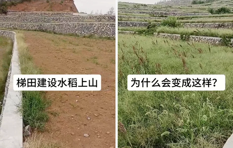 “高标准农田”建成后长满杂草？稻田上坡项目现场曝光，引发质疑